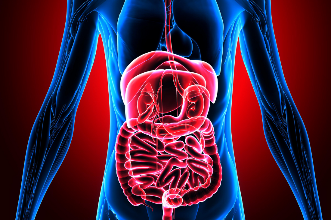 Enzimele digestive și rolul lor esențial în sănătate