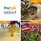 Sirop Propolis Bio Ladrôme cu propolis, miere și echinacea